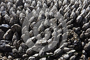 Barnacle in tide pool of Oregon coast