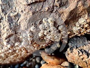 A barnacle is a type of arthropod on rock.