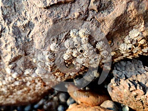 A barnacle is a type of arthropod on rock. photo