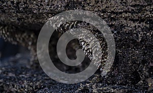 barnacles adhered to the rocks in the coast