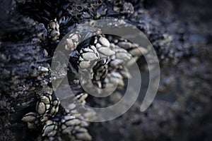 barnacles adhered to the rocks in the coast