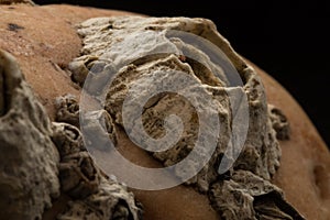 Barnacles attached on stone macro