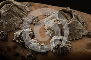 Barnacles attached on stone macro