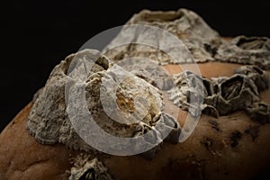 Barnacles attached on stone macro