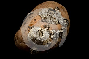 Barnacles attached on stone macro