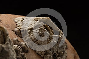 Barnacles attached on stone macro