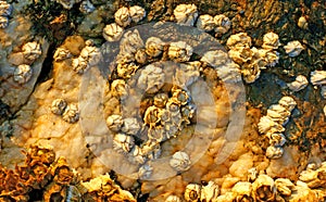 Barnacles attached to rock