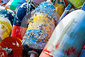 Barnacles on Buoys.