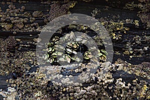 Barnacles clinging to a rock photo