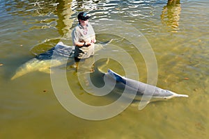 Barnacles Dolphin Centre volunteer with dolphin in Australia