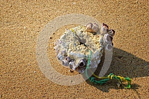 Barnacles on a Flotsam