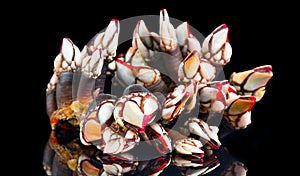 Barnacles, goose neck barnacle, percebes, gallician barnacle. Pollicipes pollicipes. Expensive delicatessen, gourmet sea