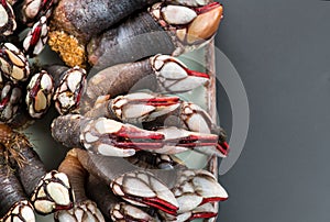 Barnacles, goose neck barnacle, percebes, gallician barnacles. Pollicipes pollicipes. Expensive delicatessen