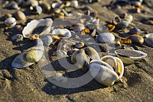 Barnacles lie on the sandy beach