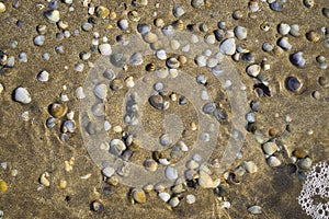 Barnacles lie on the sandy beach
