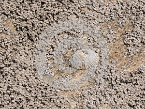 Barnacles and limpet encrusted rock texture / background at beach