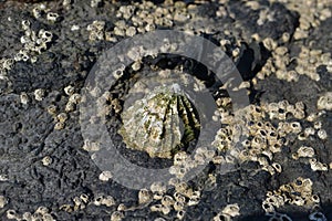 Barnacles and Limpet on rocks on the coastline photo