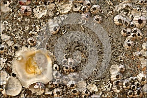 Barnacles and limpets photo