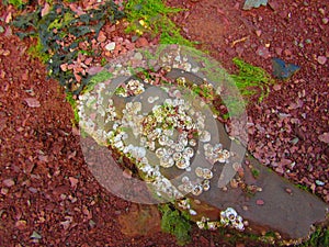 Barnacles or limpets on a rock