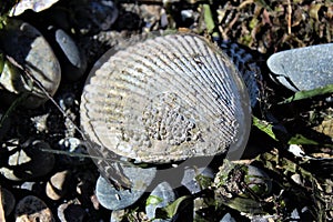 Barnacles living on a shell