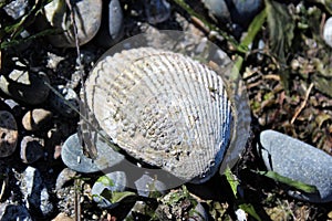 Barnacles living on a shell