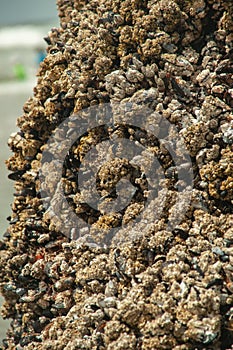 Barnacles and muscles on a dry rock
