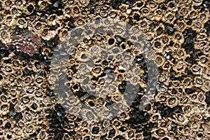 Barnacles and mussels