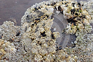 Barnacles and mussels found on a rock in the UK