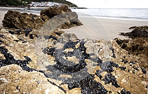 Barnacles and mussels in Galicia Spain.