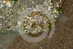 Barnacles opening on a rock underwater