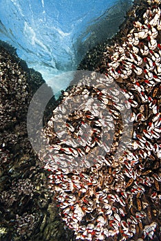 Barnacles on reef