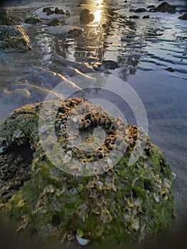 barnacles on a rock