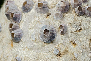 Barnacles on Rock background