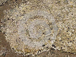 Barnacles on a rock