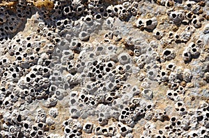 Barnacles on the rockes