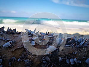 the barnacles at the rotten wood, sumur tiga beach, sabang, aceh, indonesia