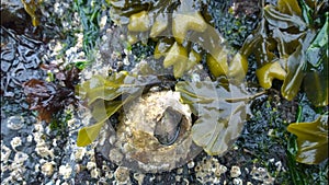 Barnacles in sea