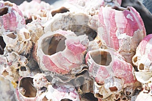 Barnacles on seashore photo