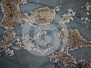 Barnacles shells attached to rock in a pattern