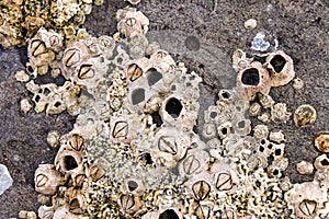 Barnacles and shells encrusted on rocks by the sea