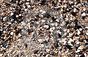 Barnacles and shells on the seashore