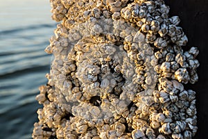 Barnacles at Sunset