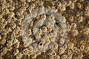 Barnacles on a tidal rock