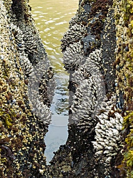 Barnacles on Tidepool Rocks