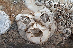 Barnacles on a wave-washed rock