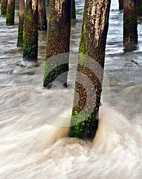 Barnacles on a weathered pier piling