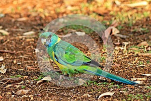 Barnard-parkiet, Mallee Ringneck (Cloncurry), Barnardius barnardi macgillivrayi