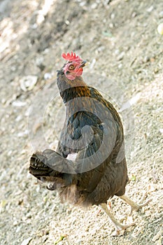 Barndoor fowl; free chicken in farm natural photo