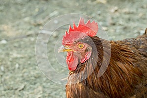 Barndoor fowl; free chicken in farm natural