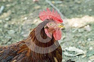 Barndoor fowl; free chicken in farm natural photo